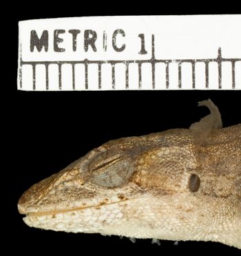 Media type: image;   Herpetology R-185617 Aspect: head lateral